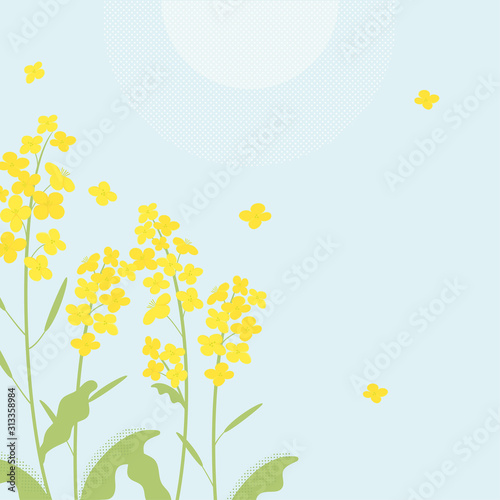 Canola flowers illustration on blue background