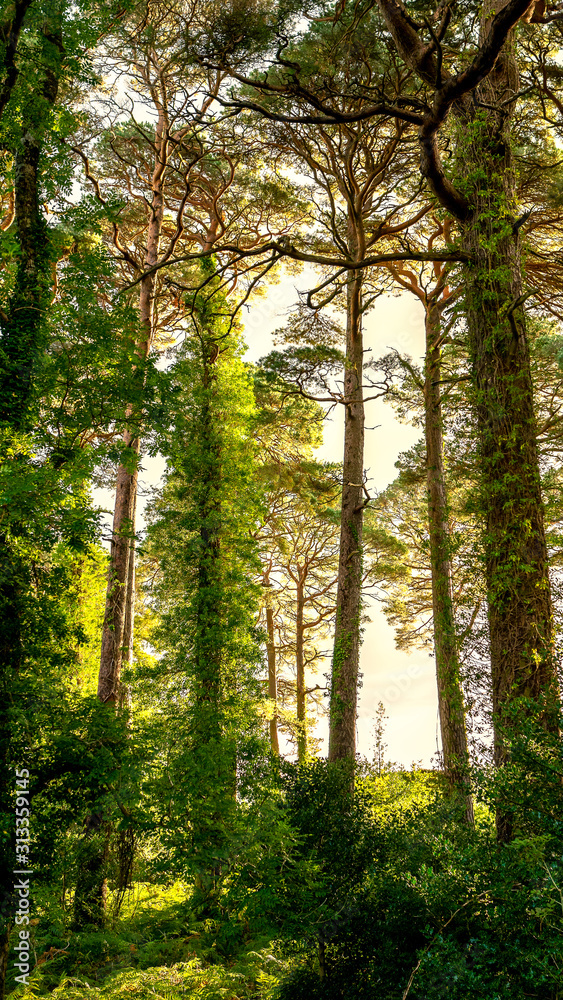 Fototapeta premium Park Trees