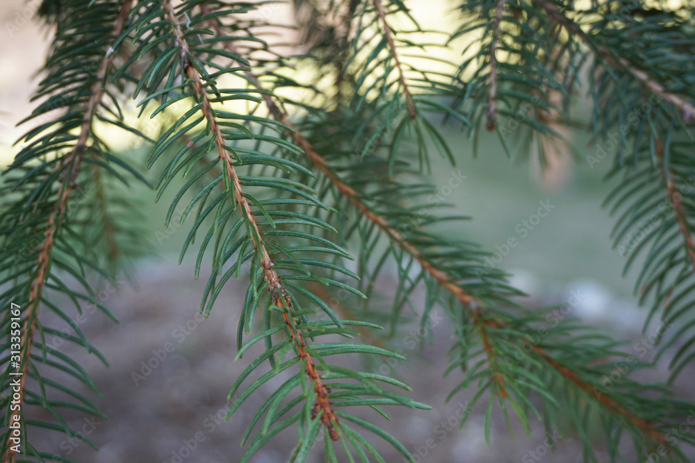 Tree Branch Tree Branch
