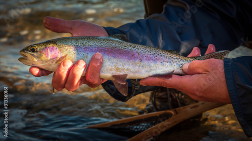 Fototapeta Naklejka Na Ścianę i Meble -  Wild rainbow trout caught in the Boise River, Idaho.
