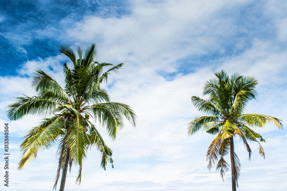 Blue sky and coconut trees