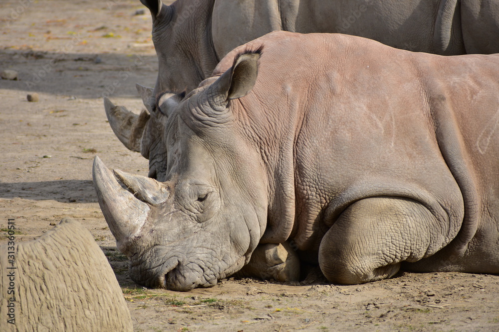 Obraz premium rhinoceros in zoo