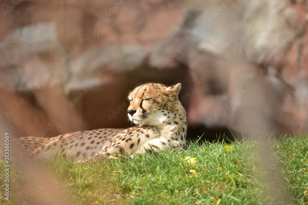 lynx on a rock lynx on a rock