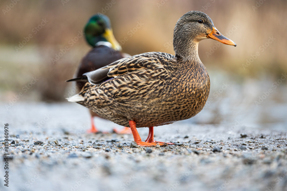Mallard Duck at the George C. Reifel Migratory Bird Sanctuary, Delta, British Columbia Mallard Duck at the George C. Reifel Migratory Bird Sanctuary, Delta, British Columbia
