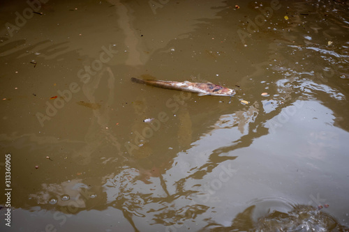 The corpse of a dead catfish floated with a rotten river.