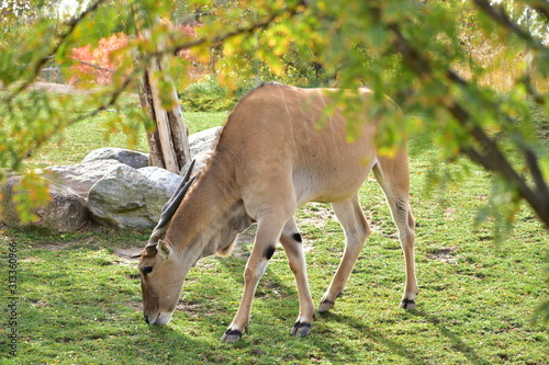 deer in the forest