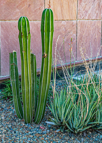 Mexican Fence Post Cactus & Aloe Cactus photo