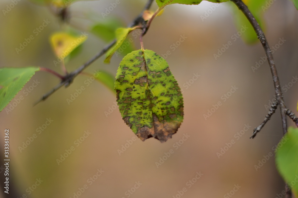 leaf on tree leaf on tree