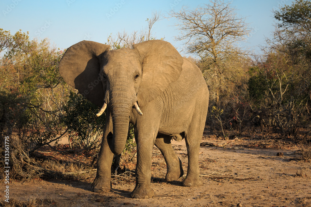Fototapeta premium A large bull Savanna, or African elephant, Loxodonta africana.