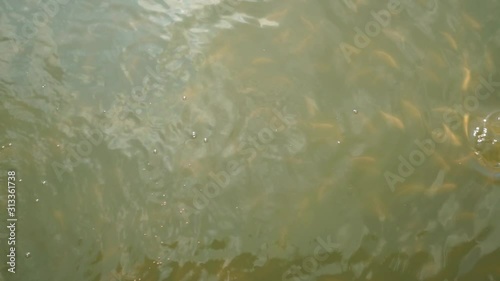 Beautiful fish in the pond