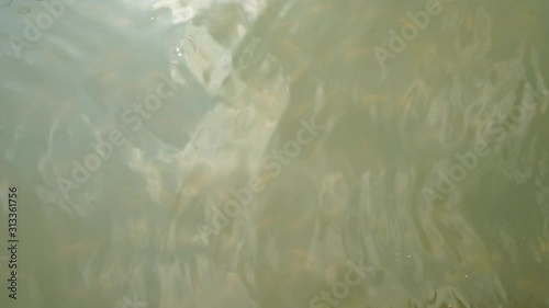 Beautiful fish in the pond