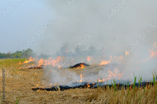 Incineration of post-harvest rice straw