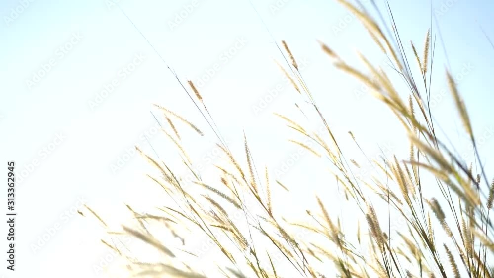 Yellow grass close up view with flower look to blue sky on the background. beautiful soft grass flower or poaceae. Yellow grass close up view with flower look to blue sky on the background. beautiful soft grass flower or poaceae.