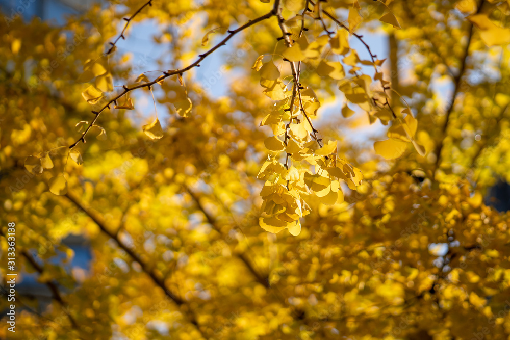 Yellow ginkgo leaves in Autumn Season Yellow ginkgo leaves in Autumn Season