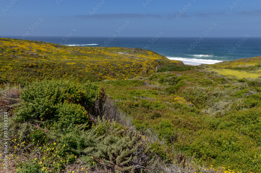 blooming yellow yarrow and sagebrush on the cliffs above Garrapata Beach (Monterey county, California)