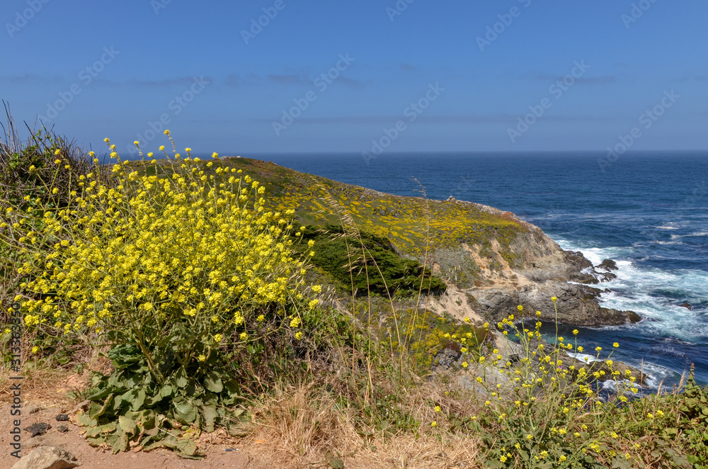 yellow flowers of summer mustard (Hirschfeldia incana) at Kasler Point (Monterey County, California)