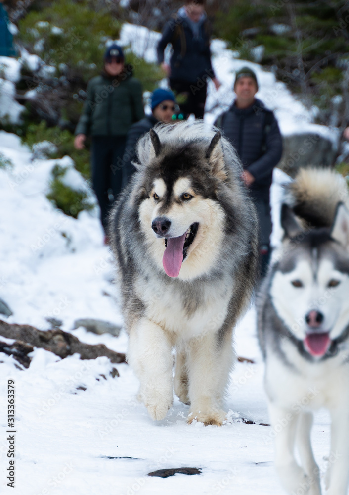 snow dogs in the mountains during winter