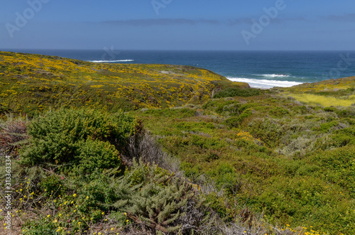 blooming yellow yarrow and sagebrush on the cliffs above Garrapata Beach (Monterey county, California)