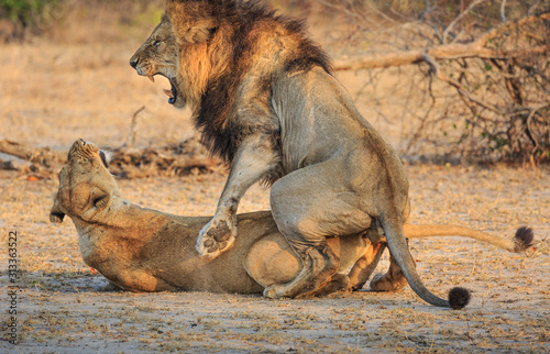 Lions, Panthera leo, mating.