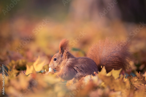 Squirrel sitting in the autumn park sunshine autumn colors on the tree and sitting on the ground in leaves.