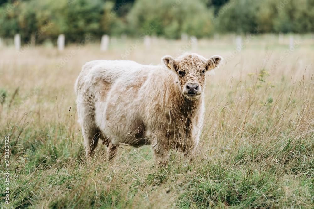Cow in the pasture. Hairy cow in a green field