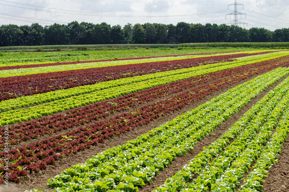 Rows of lollo rosso and lollo bianco Rows of lollo rosso and lollo bianco