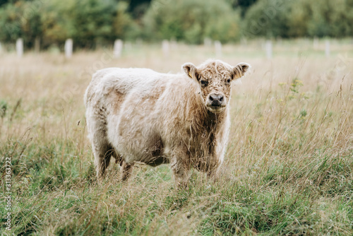 Cow in the pasture. Hairy cow in a green field © EwaStudio