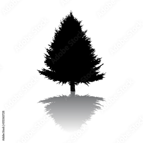 Silhouette of a natural Christmas tree with reflected shadow