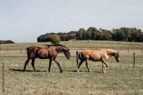 Horse farm. Horses on a horse farm. Horses graze on a horse farm.