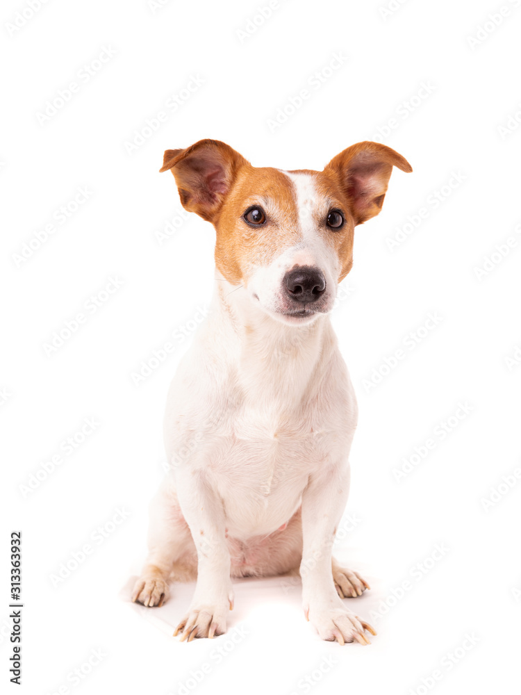 dog jack russell terrier looks up on a white background