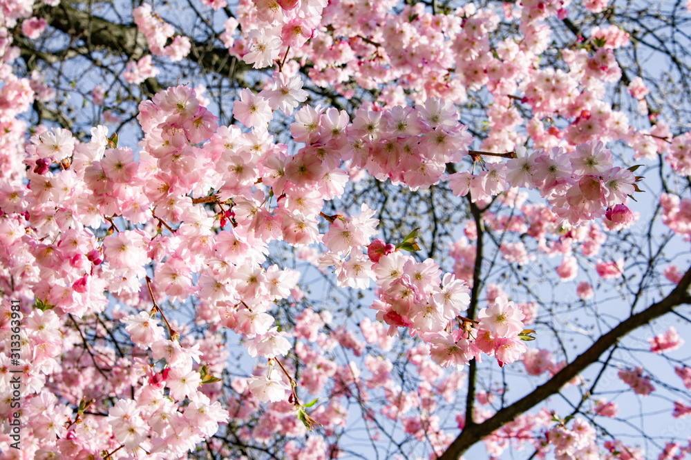 Magnolia branches in the garden near the house. Flowering Magnolia tree Magnolia branches in the garden near the house. Flowering Magnolia tree