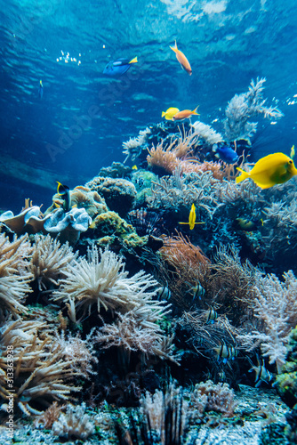 Colorful underwater offshore rocky reef with coral and sponges and small tropical fish swimming by in a blue ocean © EwaStudio