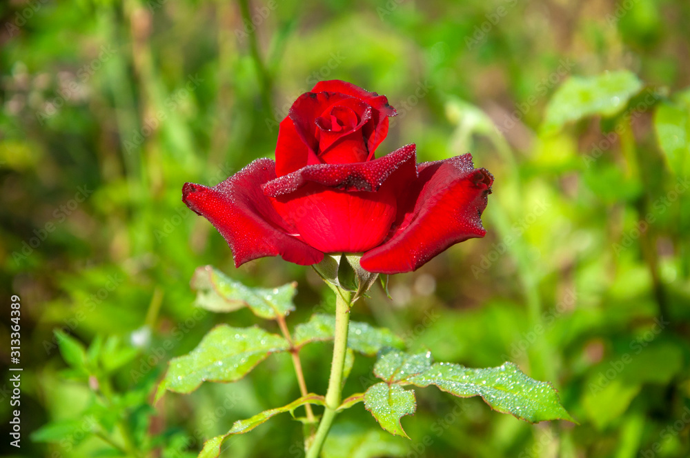 Obraz premium The red rose