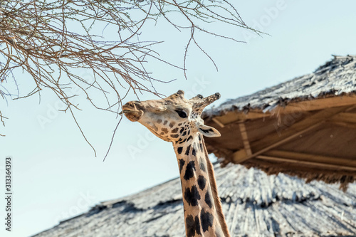 Beautiful wild animal tall Giraffe in Al Ain Zoo Safari Park, United Arab Emirates photo