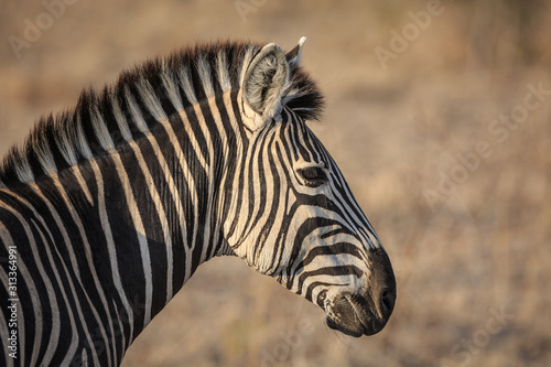 Profile portrait of plains zebra  Equus quagga.