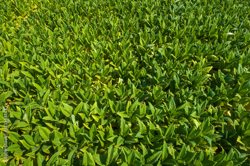 Aerial view of Tobacco farmland. Aerial view of Tobacco farmland.