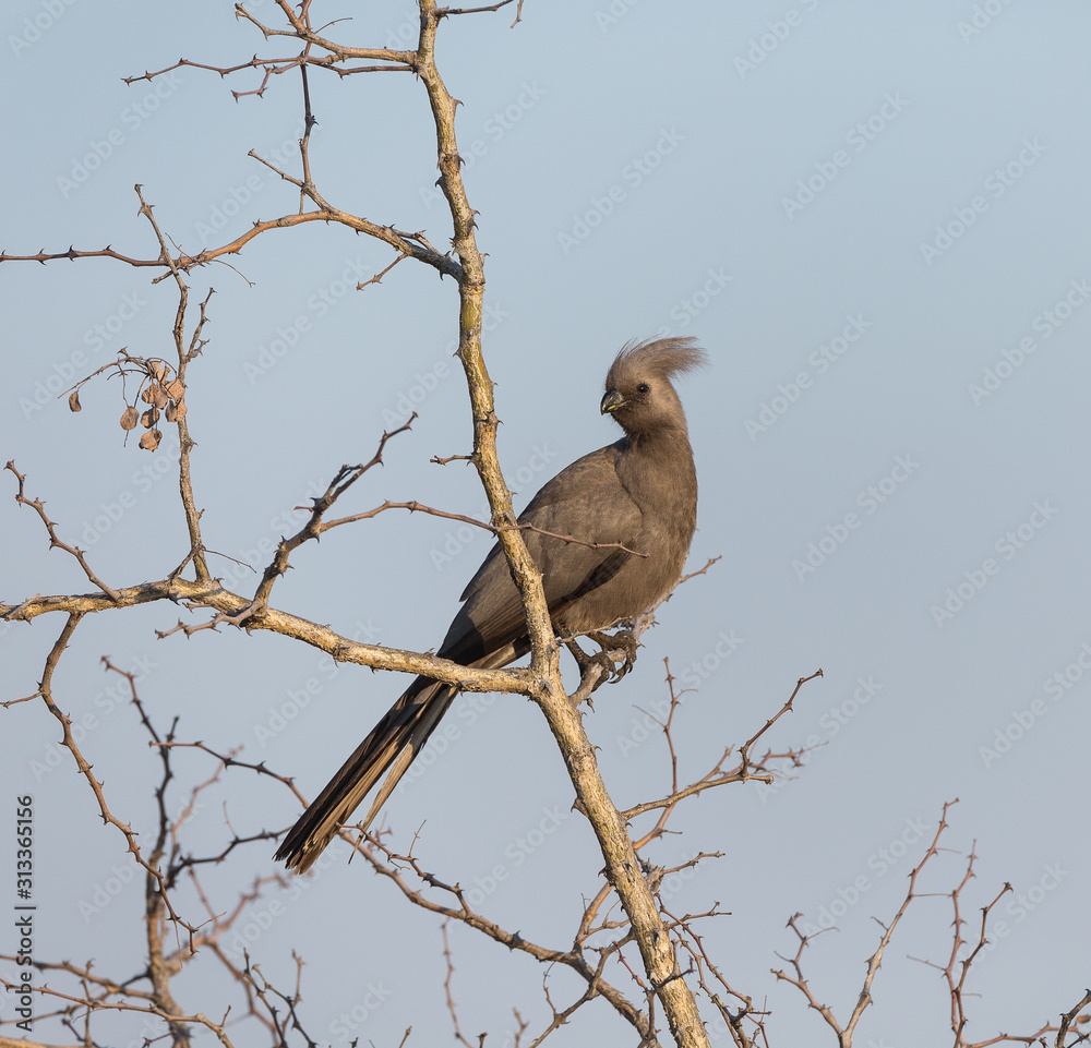 Grey Lourie, or grey go-away-bird, Corythaixoides concolor, perched in a tree. Grey Lourie, or grey go-away-bird, Corythaixoides concolor, perched in a tree.
