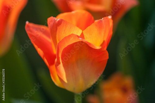 details of a blooming red tulip