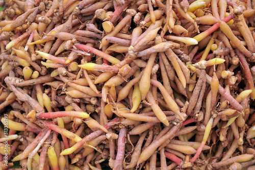 pattern of fresh fingerroots.