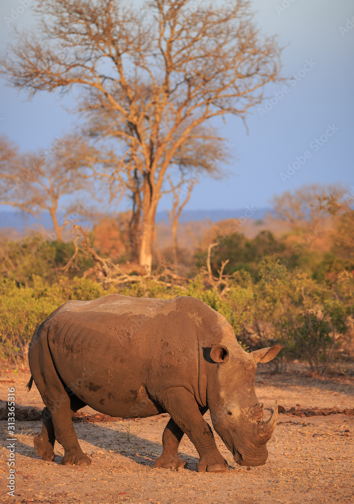 custom made wallpaper toronto digitalWhite rhinoceros, Ceratotherium simum, walking in sunset light.