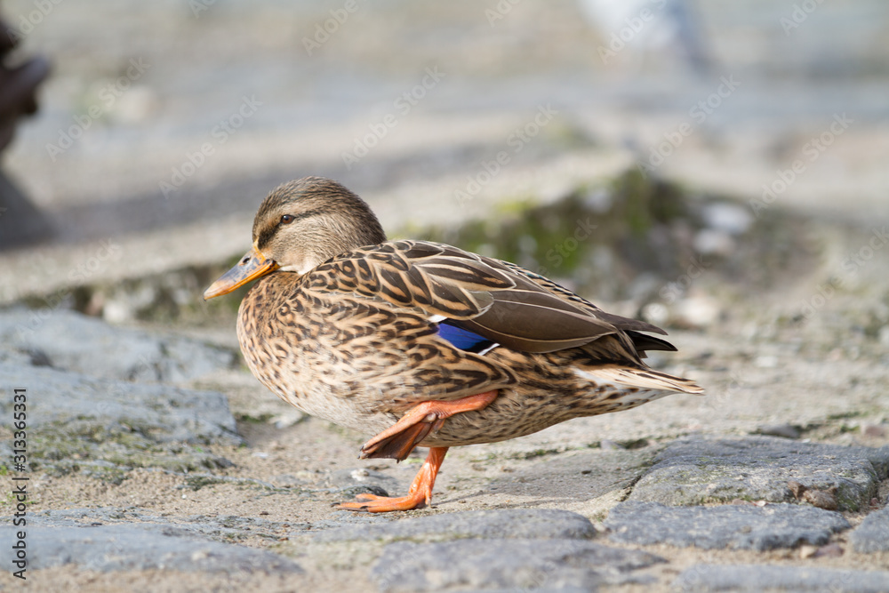 portrait of a female duck lifting one leg on gray paving stones portrait of a female duck lifting one leg on gray paving stones
