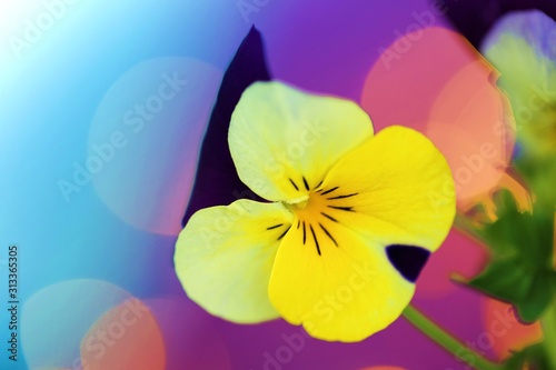 Spring flowers.Pansy flower close-up.Floral background.