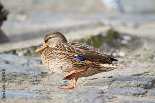 portrait of a female duck lifting one leg on gray paving stones