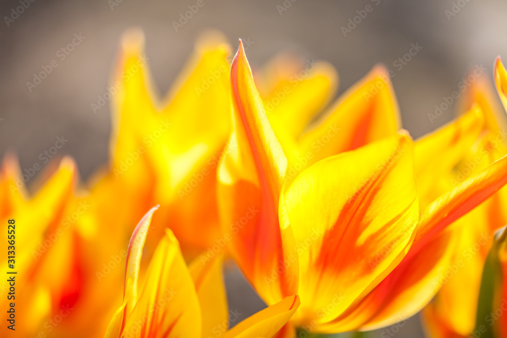 Close-up of tulips in red, yellow and orange