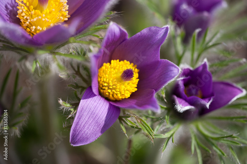close-up of purple pulsatilla in bloom