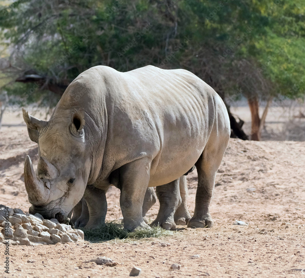 Wild Animal African Rhinoceros or Rhino in Al Ain Zoo, United Arab Emirates Wild Animal African Rhinoceros or Rhino in Al Ain Zoo, United Arab Emirates
