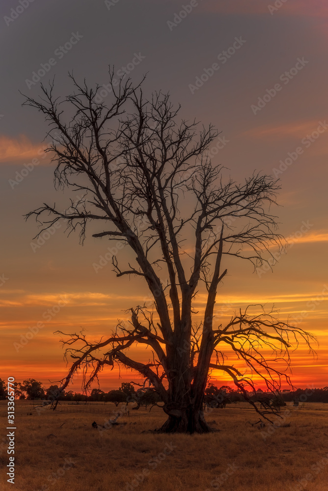 Dead tree silhoutted against sunset in rural Victoria