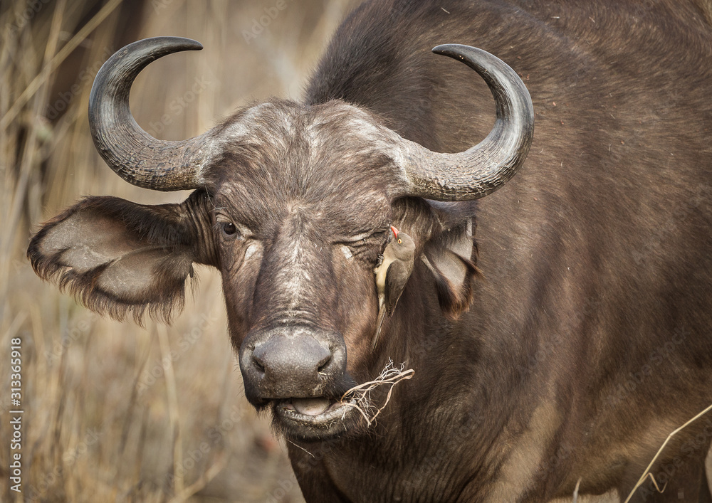 African, or Cape buffalo, Syncerus caffer, grazing, with a red-billed oxpecker (Buphagus erythrorhynchus). African, or Cape buffalo, Syncerus caffer, grazing, with a red-billed oxpecker (Buphagus erythrorhynchus).