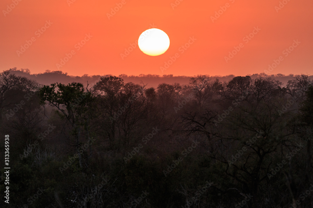 Fototapeta premium Orange sunrise over Sabi Sands Game Reserve.