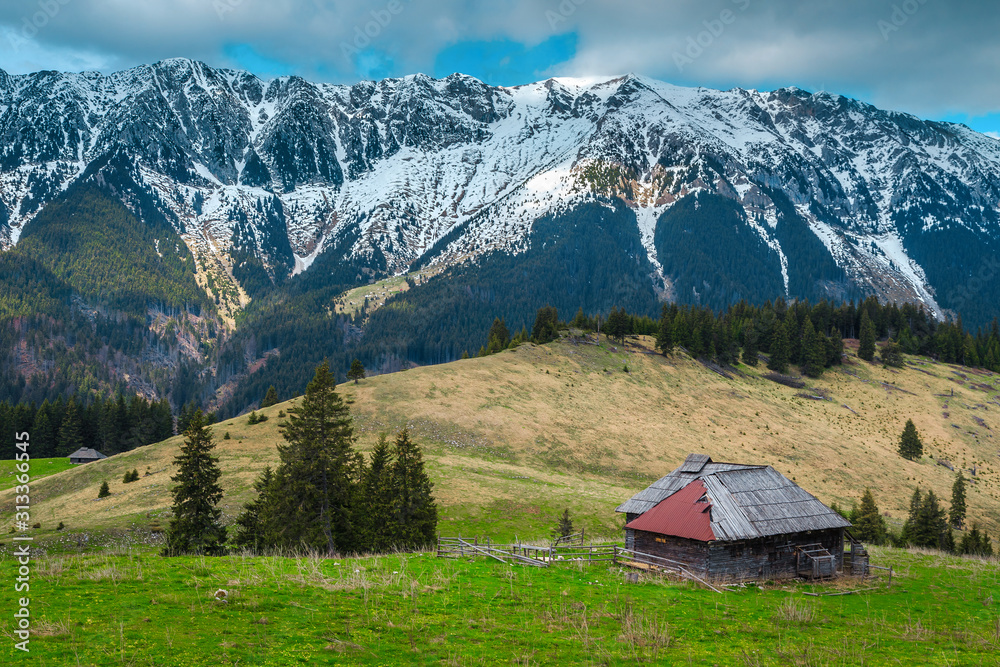 Spring pasture landscape with snowy mountains in background, Transylvania, Romania